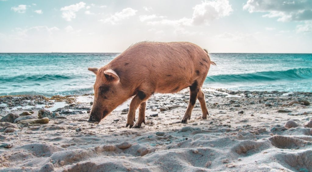 Year of the Earth Boar